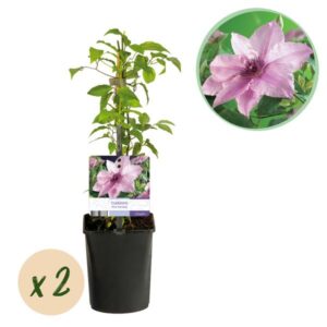 Klimplant - Clematis Pink Fantasy - Bloem Roze - Weinig onderhoud -2 planten - Pot 11cm Hoogte 40cm
