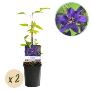 2x Clematis The President - Bosrank - Paars - Klimplant - Ø9cm - ↕35cm
