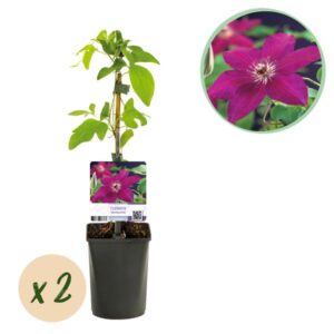 Green boutiQ - Klimplant - Clematis Westerplatte - Bloem Rood - Weinig onderhoud -2 planten - Pot 11cm Hoogte 40cm