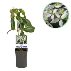 Green boutiQ - Klimplant - Clematis armandii - Bloem Wit - Groenblijvend - Weinig onderhoud - 1 plant Pot 11cm Hoogte 40cm