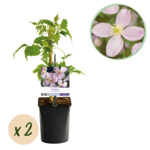 Klimplant - Clematis montana Rubens - Bloem Roze - Vroegbloeiend - Weinig onderhoud -2 planten - Pot 11cm Hoogte 40cm