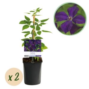 2x Clematis Viticella Polish Spirit - Bosrank - Paars - Klimplant - Ø9cm - ↕35cm