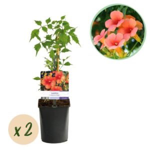 Green boutiQ - Trompetbloem - Campsis radicans Madame Galen - Bloem Oranje - Weinig onderhoud - 2 planten - Pot 11cm Hoogte 40cm