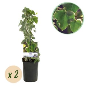 Green boutiQ - Klimplant - Hedera helix Glacier - Blad Bont - Groenblijvend - 2 planten - Pot 11cm Hoogte 40cm