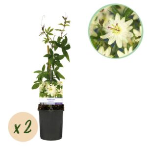 Green boutiQ - Passiebloem - Passiflora Avalanche - Bloem Wit - Weinig onderhoud - 2 planten - Pot 11cm Hoogte 40cm