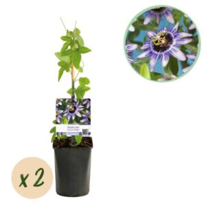 Green boutiQ - Passiebloem - Passiflora Damsels Delight - Bloem Paars met Wit - Weinig onderhoud - 2 planten - Pot 11cm Hoogte 40cm