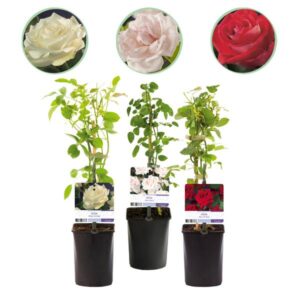 Green boutiQ - Klimroos - Rosa Tricolour - Bloemen Roze Wit Rood - Weinig onderhoud - 3 planten - Pot 11cm Hoogte 40cm
