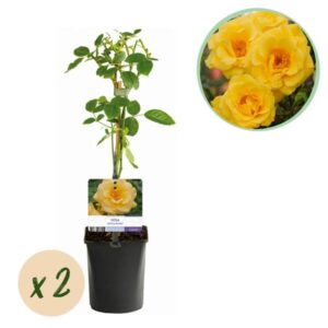 Green boutiQ - Klimroos - Rosa Spring Queen -Bloem Geel - Weinig onderhoud - 2 planten - Pot 11cm Hoogte 40cm
