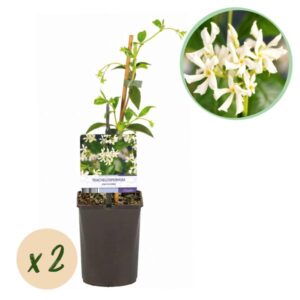 Green boutiQ - Toscaanse jasmijn - Trachelospermum jasminoides - Bloem Wit - Groenblijvend - 2 planten - Pot 11cm Hoogte 40cm