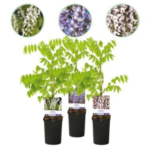 Green boutiQ - Blauwe regen - Wisteria floribunda Tricolour - Bloemen Blauw Roze Wit - 3 planten - Pot 11cm Hoogte 40cm