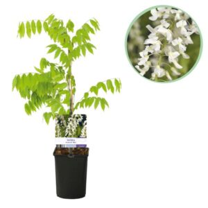 Green boutiQ - Blauwe regen - Wisteria floribunda Alba - Bloem Wit - 1 plant - Pot 11cm Hoogte 40cm
