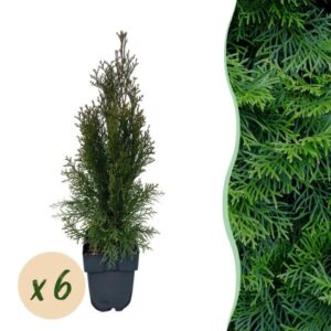 Green boutiQ - Haagplanten - Thuja occidentalis Smaragd - blad groen - 6 planten - 1 strekkende meter - groenblijvend - pot 17cm hoogte 60cm