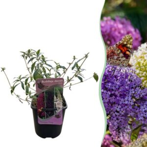 Green boutiQ - Vlinderstruik - Buddleja davidii Tricolour - Bloem Roze , Wit en Paars - 1 Plant - Bladverliezend - Vlinderlokkend - Pot 17cm Hoogte 30cm