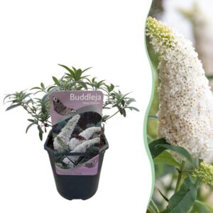 Green boutiQ - Tuinplant - Buddleja davidii White Profusion - Vlinderstruik - Winterhard - Wit - 1 Plant - Pot 17cm - Hoogte 45cm