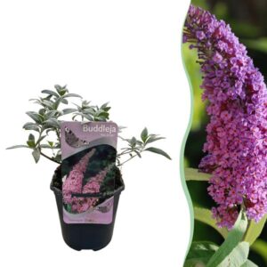 Green boutiQ - Tuinplant - Buddleja davidii Pink Delight - Vlinderstruik - Winterhard - Roze - 1 Plant - Pot 17cm - Hoogte 45cm