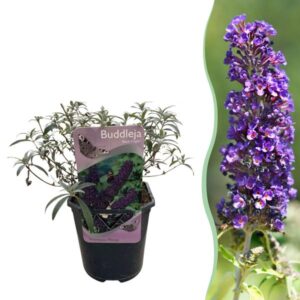Green boutiQ - Tuinplant - Buddleja davidii Black Night - Vlinderstruik - Winterhard - Paars - 1 Plant - Pot 17cm - Hoogte 45cm