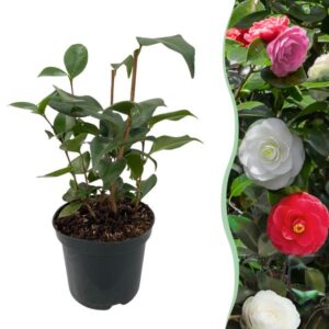 Green boutiQ - Heesters - Camelia japonica Tricolour - Bloem Roze, Wit en Rood - 1 Plant - Groenblijvend - Pot 15cm Hoogte 30cm