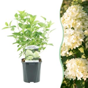 Green boutiQ - Pluim Hortensia - Hydrangea panniculata Limelight - Bloem Creme Wit - 1 Plant - Bladverliezend - Grote Bloemen - Pot 17cm Hoogte 50cm