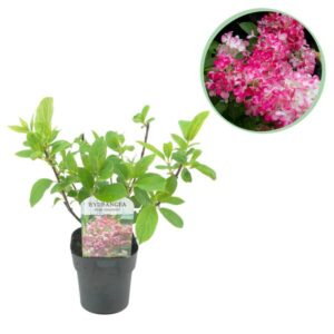 Green boutiQ - Pluim Hortensia - Hydrangea panniculata Pink Diamond - Bloem Wit Roze - 1 Plant - Bladverliezend - Grote Bloemen - Pot 17cm Hoogte 50cm