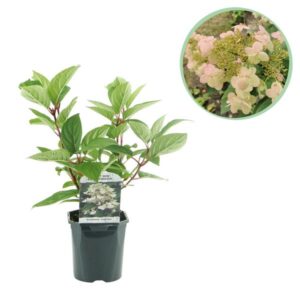 Green boutiQ - Pluim Hortensia - Hydrangea panniculata Wims Red - Bloem Wit Rood - 1 Plant - Bladverliezend - Grote Bloemen - Pot 17cm Hoogte 50cm