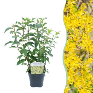 Green boutiQ - Heesters - Forsythia intermedia Goldrauch - Bloem Geel - 1 Plant - Bladverliezend - Weinig Onderhoud - Pot 17cm Hoogte 45cm