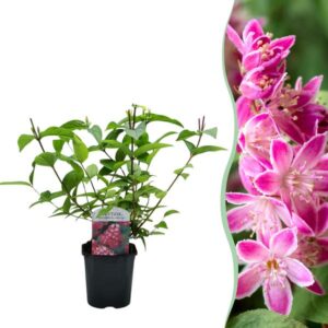 Green boutiQ - Heesters - Deutzia hybrida Strawbery Fields - Bloem Roze - 1 Plant - Bladverliezend - Weinig Onderhoud - Pot 17cm Hoogte 45cm