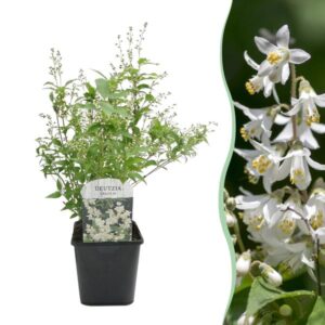 Green boutiQ - Heesters - Deutzia Gracilis - Bloem Wit - 1 Plant - Bladverliezend - Weinig Onderhoud - Pot 17cm Hoogte 45cm
