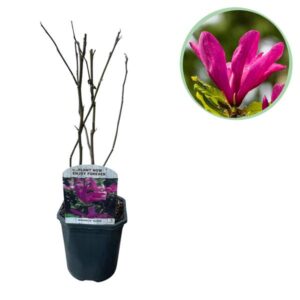 Green boutiQ - Heesters - Magnolia Susan - Bloemen Donker Roze - 1 plant - bladverliezend - weinig onderhoud - pot 17cm hoogte 45cm