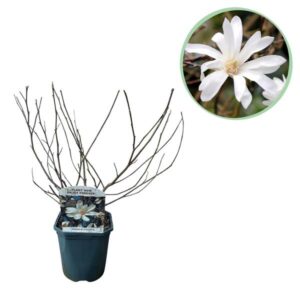 Green boutiQ - Heesters - Magnolia Stellata - Bloem Wit - 1 Plant - Bladverliezend - Weinig Onderhoud - Pot 17cm Hoogte 45cm