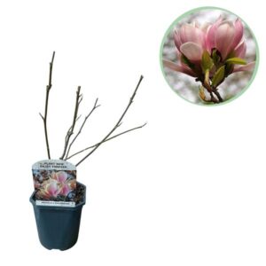 Green boutiQ - Heesters - Magnolia Soulangiana - Bloemen Licht Roze - 1 Plant - Bladverliezend - Weinig Onderhoud - Pot 17cm Hoogte 45cm