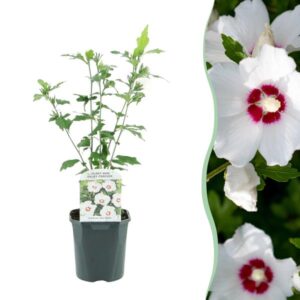 Green boutiQ - Heesters - Hibiscus syriacus Red Heart - Bloem Wit Met Rood Hart - 1 Plant - Bladverliezend - Weinig Onderhoud - Pot 17cm Hoogte 45cm