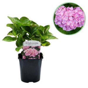 Green boutiQ - Hortensia - Hydrangea macrophylla Pink - Bloem Roze - 1 Plant - Bladverliezend - Weinig Onderhoud - Pot 17cm Hoogte 30cm