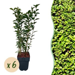Green boutiQ - Haagplanten - Ligustrum ovalifolium - blad groen - 6 planten - 1 strekkende meter - groenblijvend - pot 17cm hoogte 55cm