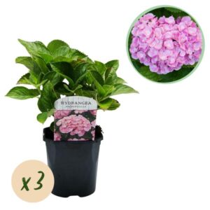 Green boutiQ - Hortensia - Hydrangea macrophylla Roze - Bloem Roze - 3 Planten - 1 m2 - Bladverliezend - Weinig Onderhoud - Pot 17cm Hoogte 30cm
