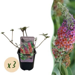 Green boutiQ - Vlinderstruik - Buddleja davidii Flower Power - Bloem Oranje Paars - 3 Planten - 1m2 - Bladverliezend - Vlinderlokkend - Pot 17cm Hoogte 30cm