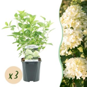Green boutiQ - Pluim Hortensia - Hydrangea panniculata Limelight - Bloem Creme Wit - 3 Planten - 1 m2 - Bladverliezend - Grote Bloemen - Pot 17cm Hoogte 50cm