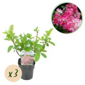 Green boutiQ - Pluim Hortensia - Hydrangea panniculata Pink Diamond - Bloem Wit Roze - 3 Planten - 1 m2 - Bladverliezend - Grote Bloemen - Pot 17cm Hoogte 50cm
