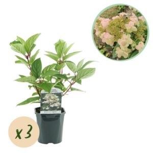 Green boutiQ - Pluim Hortensia - Hydrangea panniculata Wims Red - Bloem Wit Rood - 3 Planten - 1 m2 - Bladverliezend - Grote Bloemen - Pot 17cm Hoogte 50cm