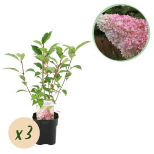 Green boutiQ - Pluim Hortensia - Hydrangea panniculata Vanille Fraise - Bloem Wit Roze - 3 Planten 1 m2 - Bladverliezend - Grote Bloemen - Pot 17cm Hoogte 50cm
