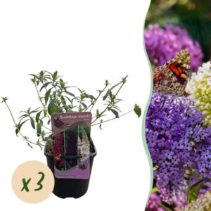 Green boutiQ - Vlinderstruik - Buddleja davidii Tricolour - Bloem Roze , Wit en Paars - 3 Planten - 1m2 - Bladverliezend - Vlinderlokkend - Pot 17cm Hoogte 30cm