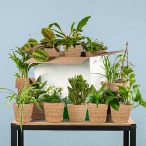 Groene Tweede Kans Box (12 stuks) - incl. 12 x mand Zeegras