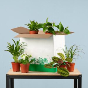 Groene Tweede Kans Box (6 stuks)