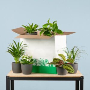 Groene Tweede Kans Box (6 stuks) - incl. 6 x pot Potter zwart