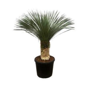 Yucca Rostrata - 200 cm