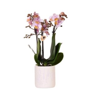 Kolibri Orchids | Donkerroze orchidee Frederikstad + Floral sierpot lavendel - potmaat Ø9cm | bloeiende kamerplant - vers van de kweker