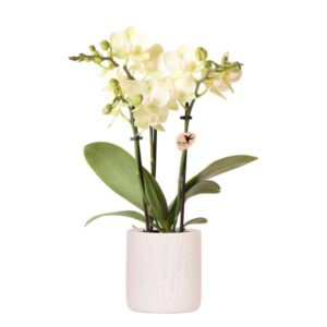 Kolibri Orchids | Gele orchidee Albenga + Floral sierpot lichtblauw - potmaat Ø9cm | bloeiende kamerplant - vers van de kweker