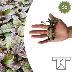 Ajuga Reptans – 6 Pluggen | Zelf Kweken & Genieten van een Prachtige Bodembedekker!