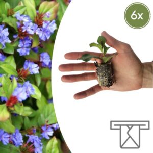 Ceratostigma – 6 Pluggen | Zelf Kweken & Genieten van een Kleurrijke Najaarstuin!