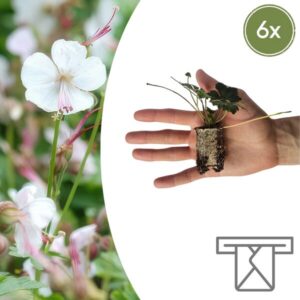 Geranium – 6 Pluggen | Kweek & Geniet van een Kleurrijke Tuin