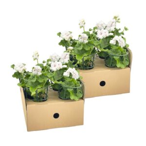 8x Pelargonium Peltatum Weiß Ø12 cm - ↕20 cm